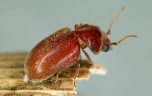 How To Identify And Prevent Carpet Beetles In Your Murfreesboro Home