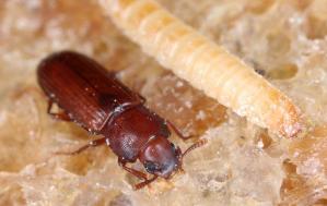 How To Identify And Prevent Carpet Beetles In Your Murfreesboro Home