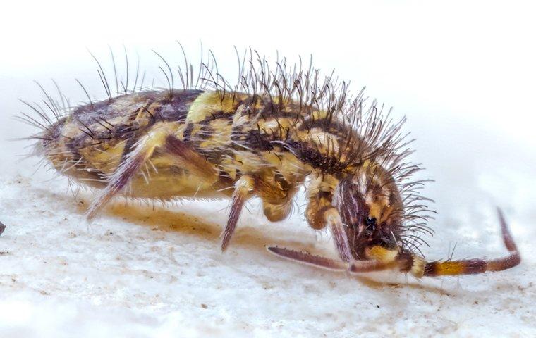 FAQs on Springtails in Rutherford County, Tennessee